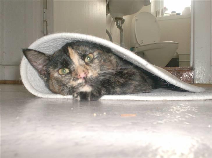 Huskat Miv billede 4