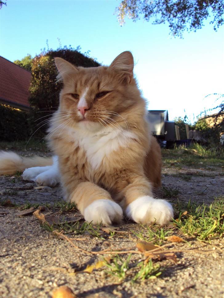 Blanding af racer Monty **SAVNES Stadig** billede 13