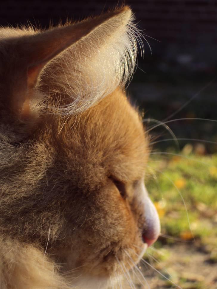 Blanding af racer Monty **SAVNES Stadig** billede 14