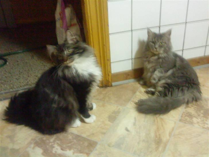 Maine Coon Tyson *Flyttet* billede 13