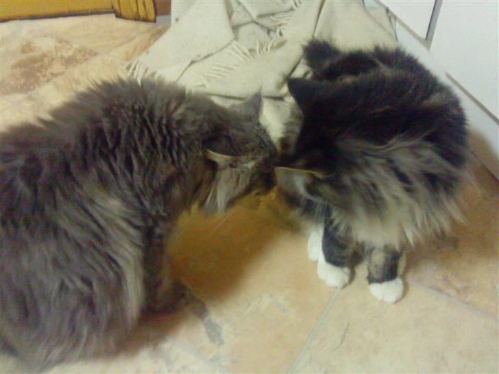Maine Coon Tyson *Flyttet* billede 14