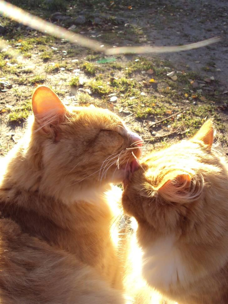 Blanding af racer Monty **SAVNES Stadig** billede 15