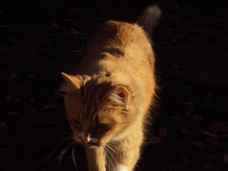 Blanding af racer Floffi baby chiller billede 15