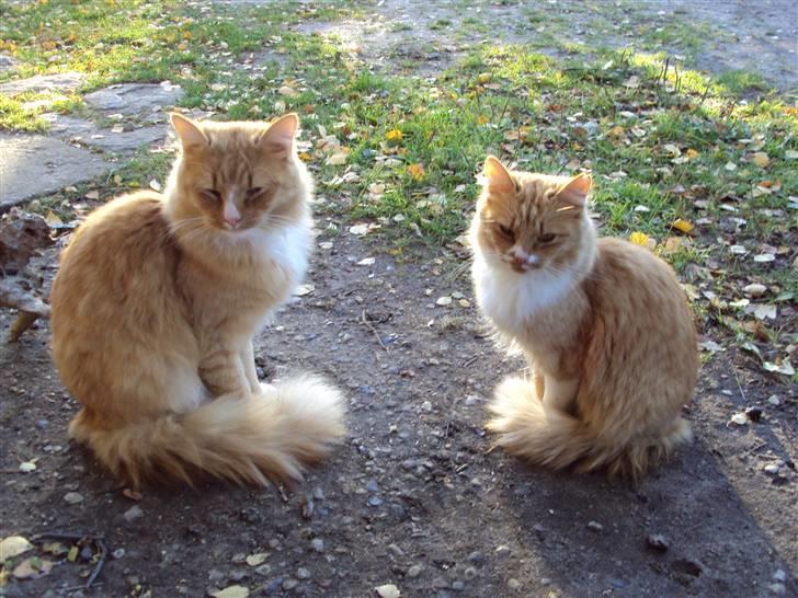 Blanding af racer Floffi baby chiller billede 16