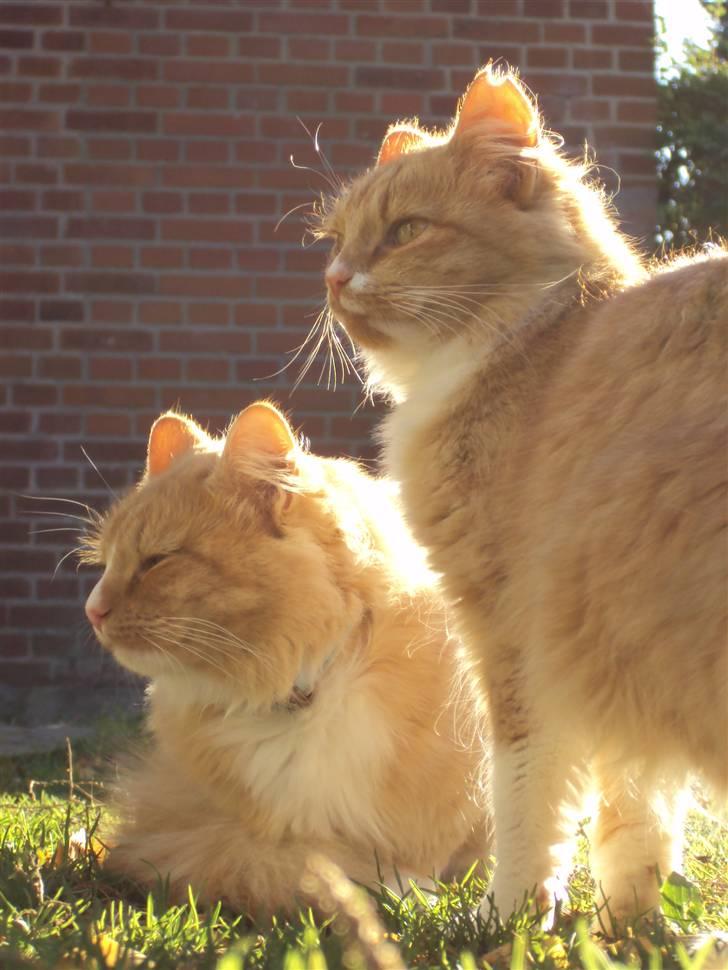 Blanding af racer Floffi baby chiller billede 17