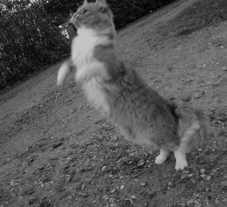 Blanding af racer Floffi baby chiller billede 18