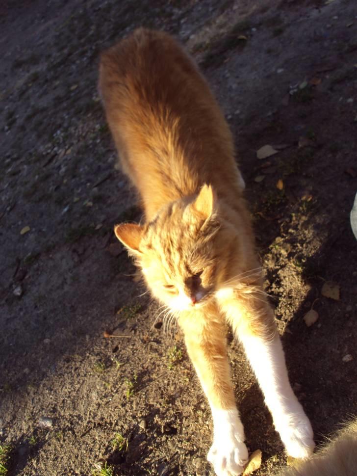 Blanding af racer Floffi baby chiller billede 19