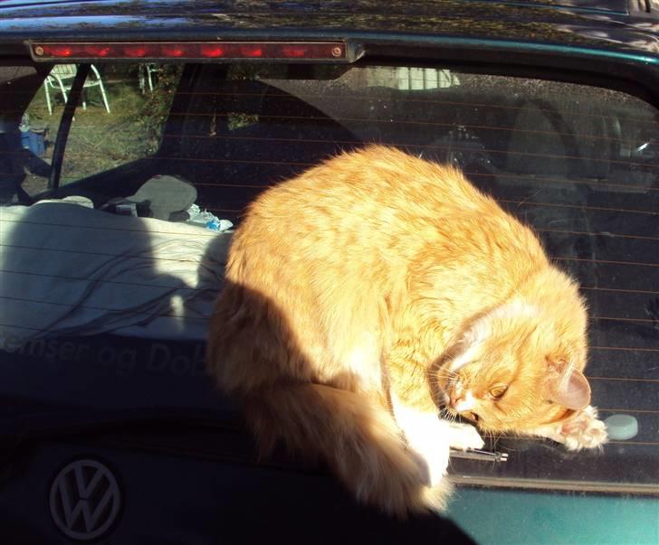 Blanding af racer Floffi baby chiller billede 20