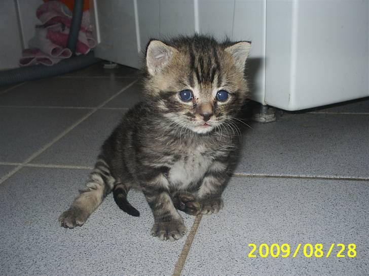 Huskat Baloo billede 1