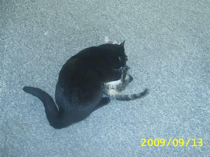 Huskat Baloo billede 2