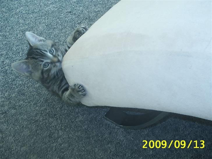 Huskat Baloo billede 3