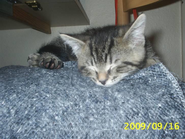 Huskat Baloo billede 4