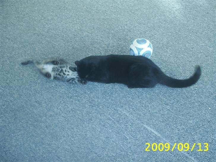 Huskat Baloo billede 5