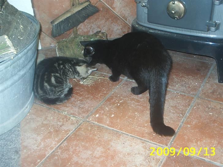 Huskat Baloo - Baloo sammen med sin "tante Sille" billede 6