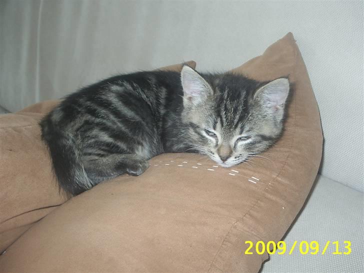 Huskat Baloo billede 7