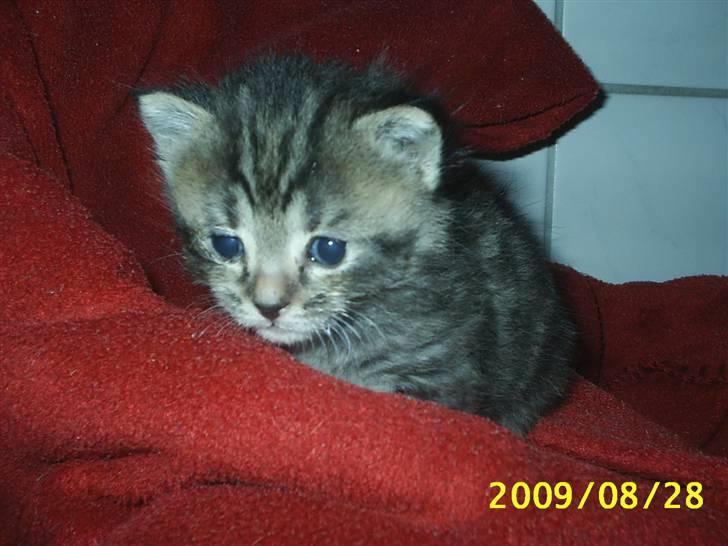 Huskat Fiona billede 1