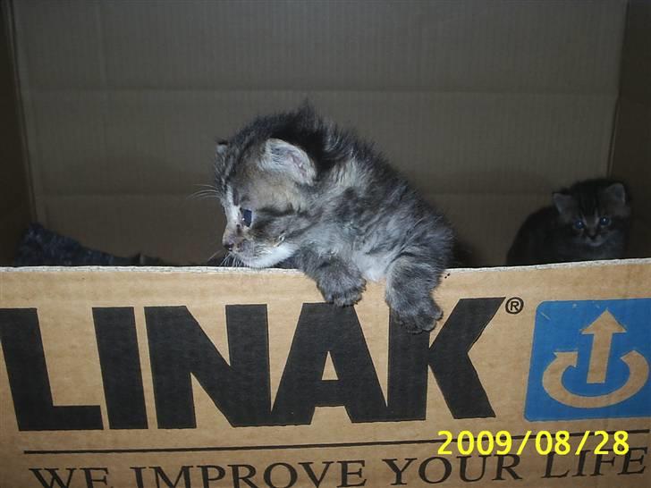 Huskat Fiona billede 2