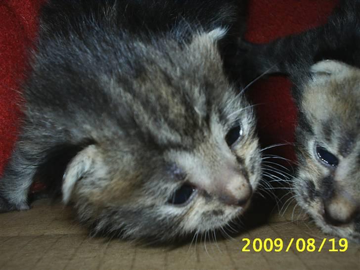 Huskat Fiona billede 3