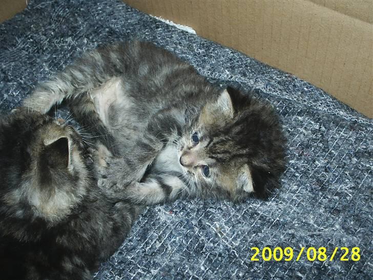 Huskat Fiona billede 4