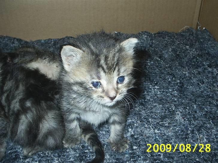 Huskat Fiona billede 5