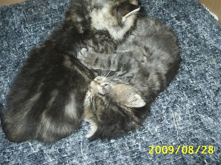 Huskat Fiona - Fiona th/nederst i leg m sin bror Baloo billede 6