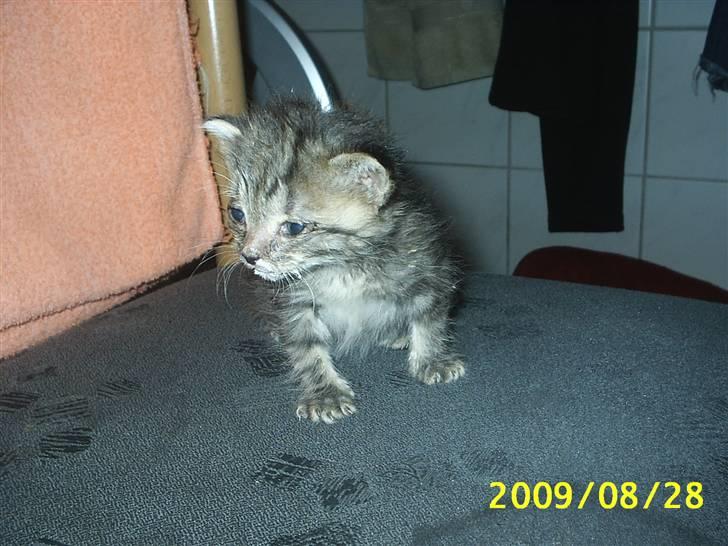 Huskat Lille My billede 1