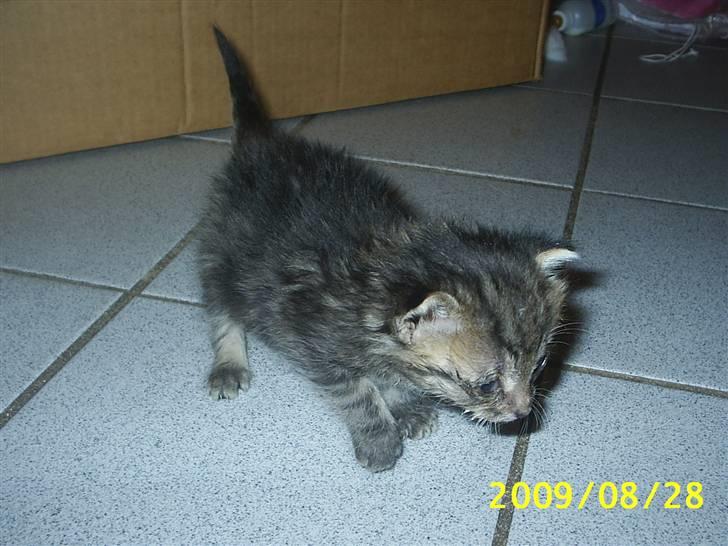 Huskat Lille My billede 2