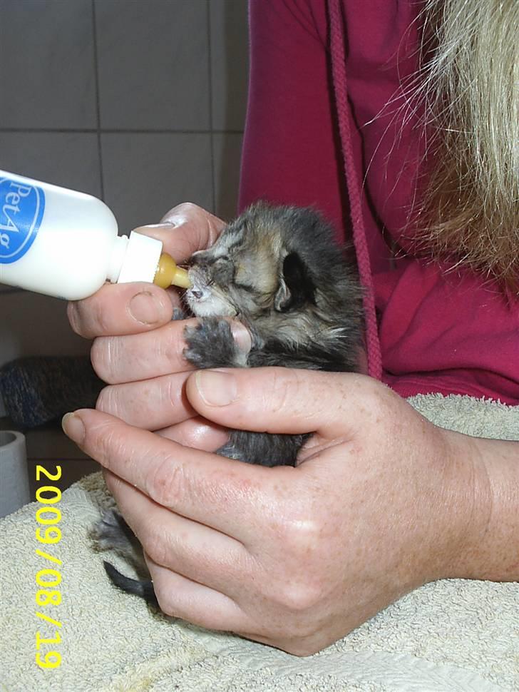 Huskat Lille My billede 3