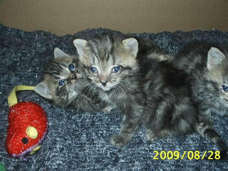 Huskat Lille My billede 4