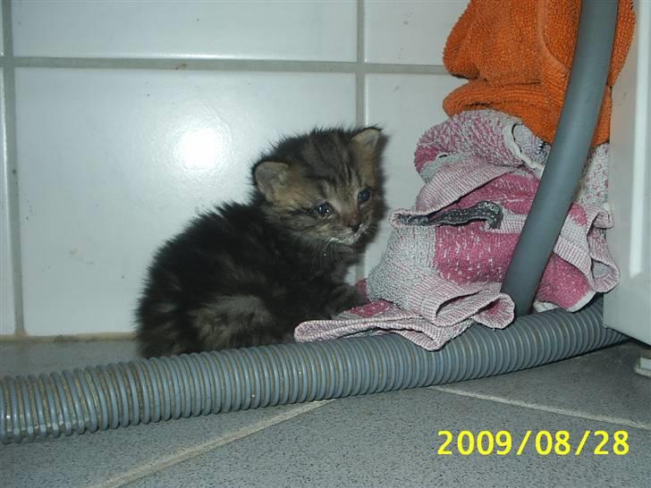 Huskat Lille My billede 5