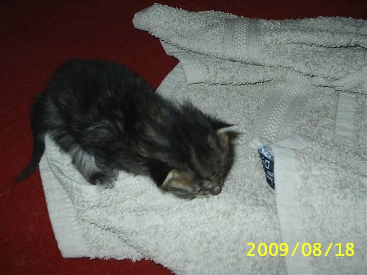 Huskat Lille My billede 6