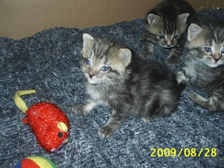 Huskat Lille My billede 7