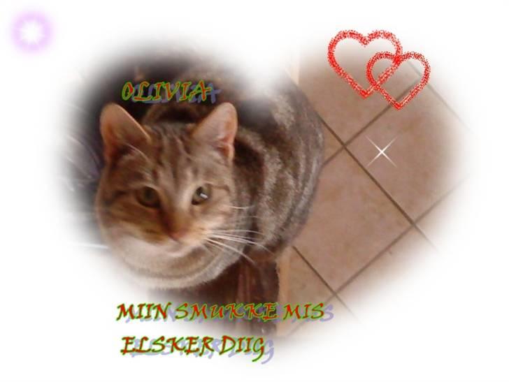 Huskat olivia billede 6