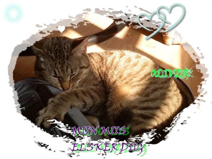 Huskat oliver billede 9