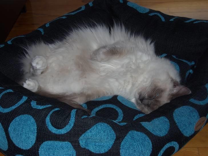 Ragdoll DK X-Colours Frida  billede 3