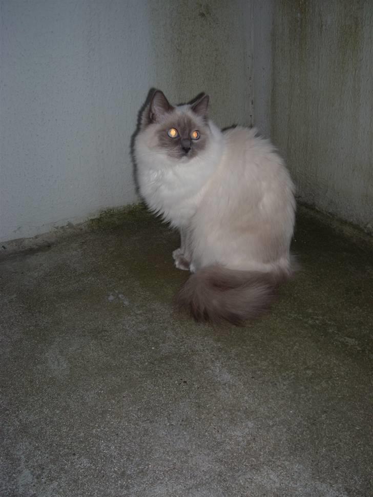 Ragdoll DK X-Colours Frida  billede 4