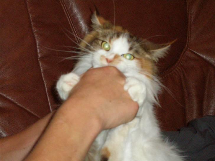 Maine Coon kaldenavn - Muska billede 6