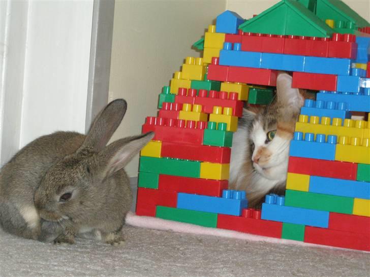 Maine Coon kaldenavn - Muska billede 7