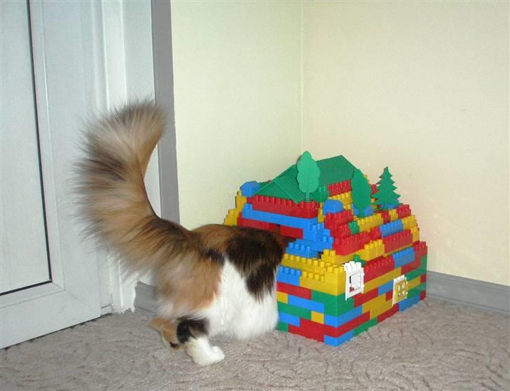 Maine Coon kaldenavn - Muska billede 8