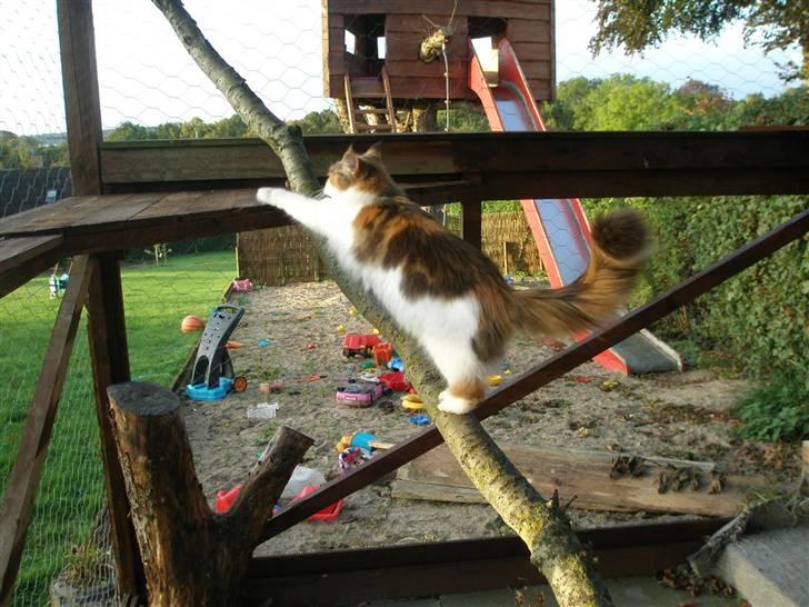 Maine Coon kaldenavn - Muska billede 9