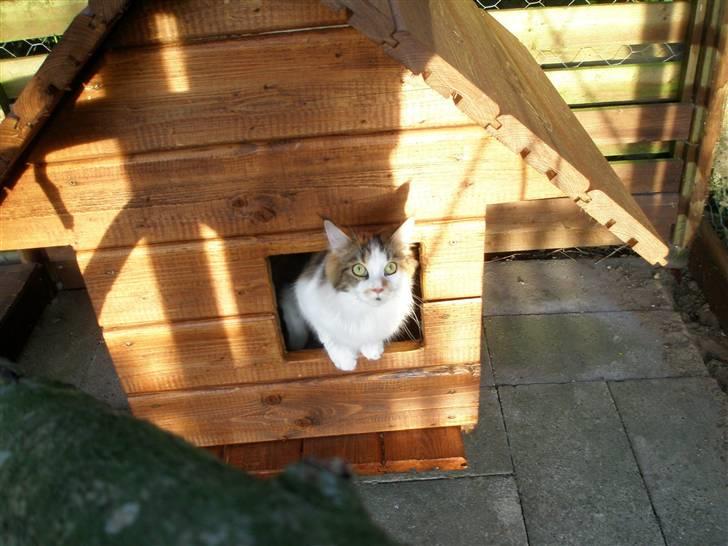 Maine Coon kaldenavn - Muska billede 10