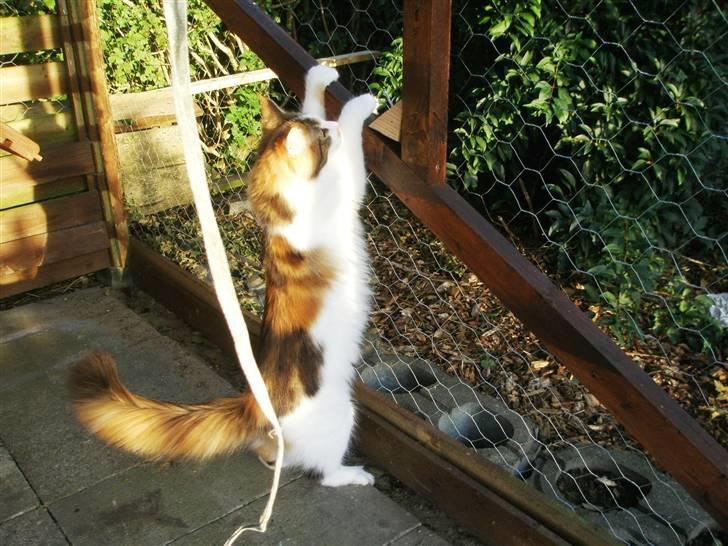 Maine Coon kaldenavn - Muska billede 11