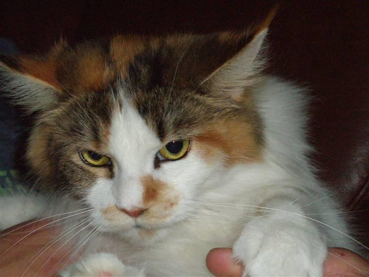 Maine Coon kaldenavn - Muska billede 12