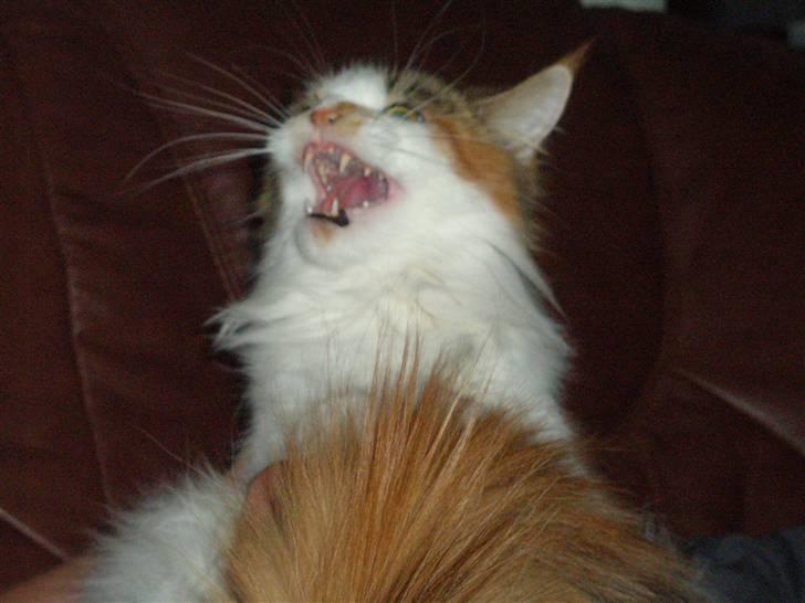 Maine Coon kaldenavn - Muska billede 13