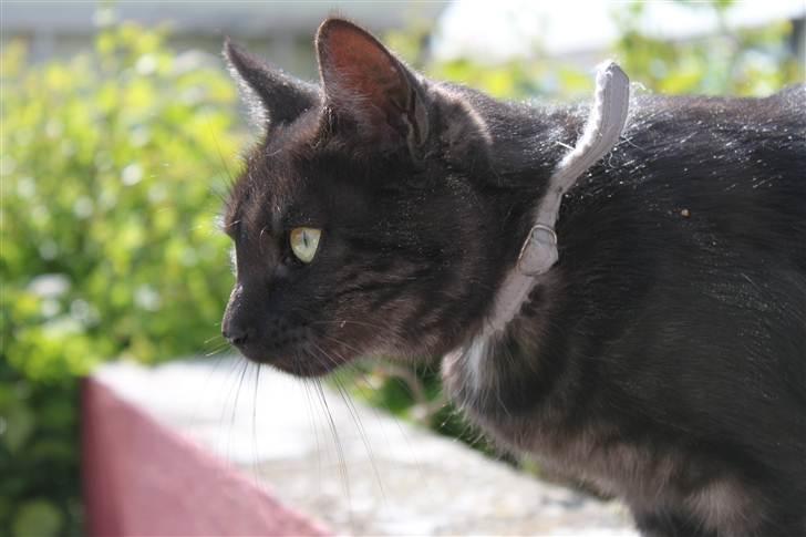 Blanding af racer Perle `Puma´<3 billede 3