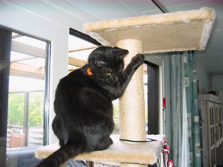 Blanding af racer Perle `Puma´<3 - uhhh der er langt ned igen  :S xD <3 billede 4