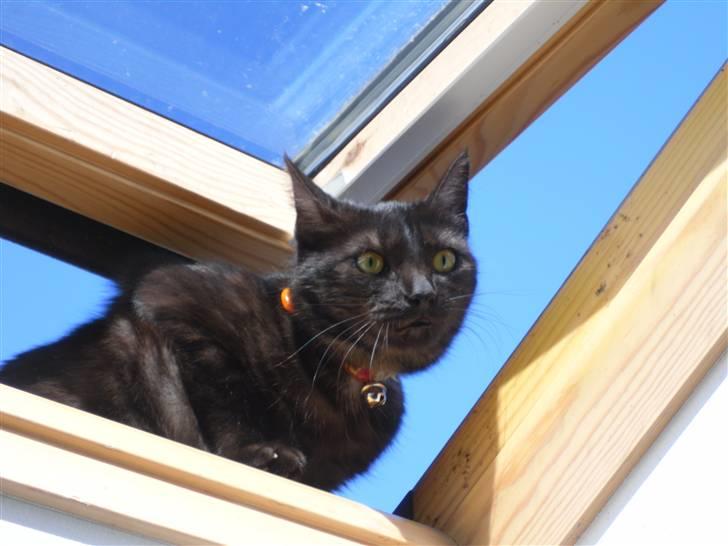 Blanding af racer Perle `Puma´<3 - perle oppe på taget ;) for at jage fugle, så kom hun lige forbi xD billede 5