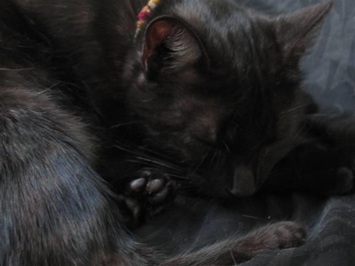 Blanding af racer Perle `Puma´<3 billede 6