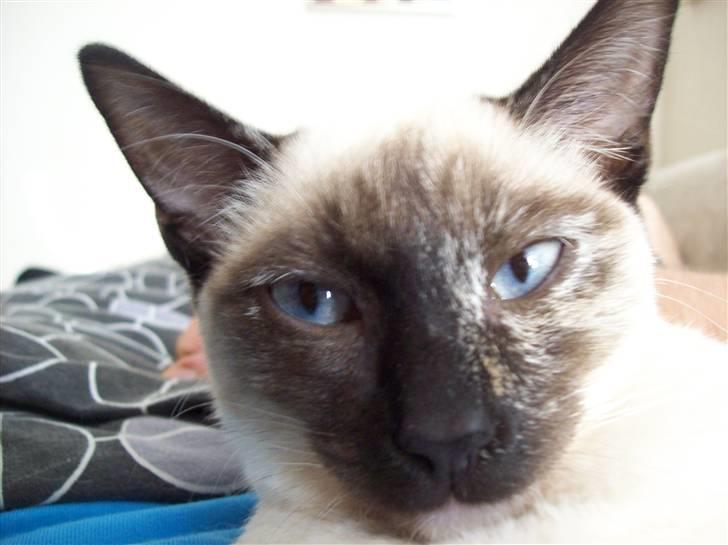 Siameser choko - 23 uger billede 7