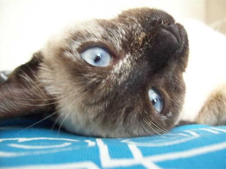 Siameser choko - 23 uger billede 8